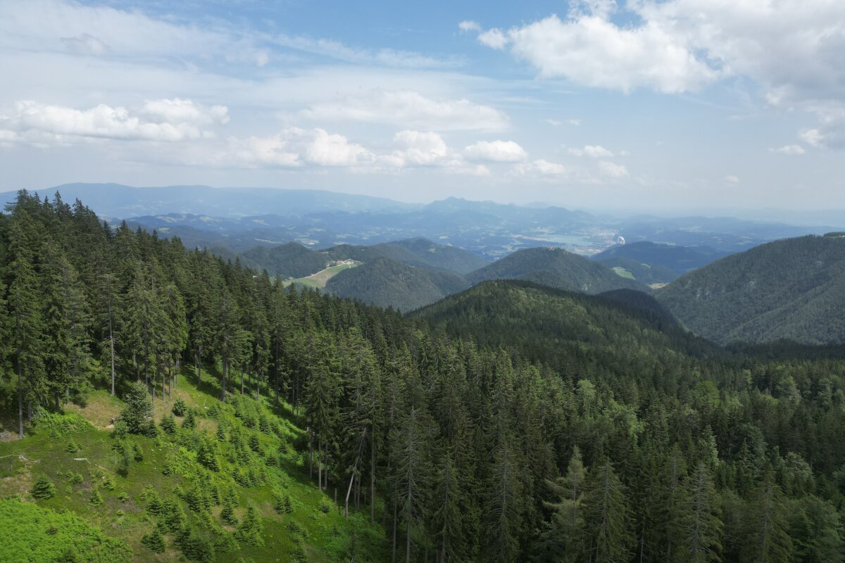 Zelen vrh Smrekovca nad gozdovi