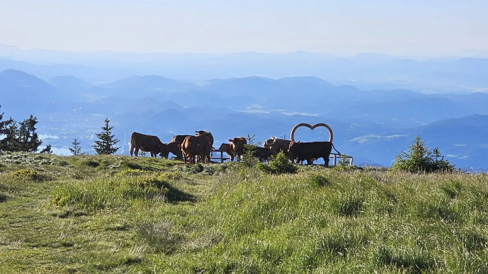Pašne živali na planini z razgledom nad Šaleško dolino
